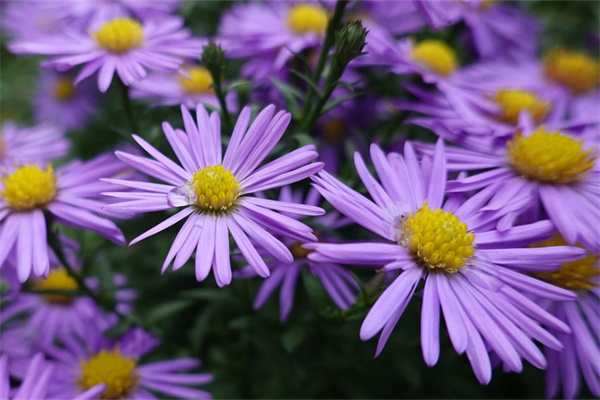 適合室內(nèi)凈化空氣的綠植(適合室內(nèi)凈化空氣的綠植好養(yǎng)活)