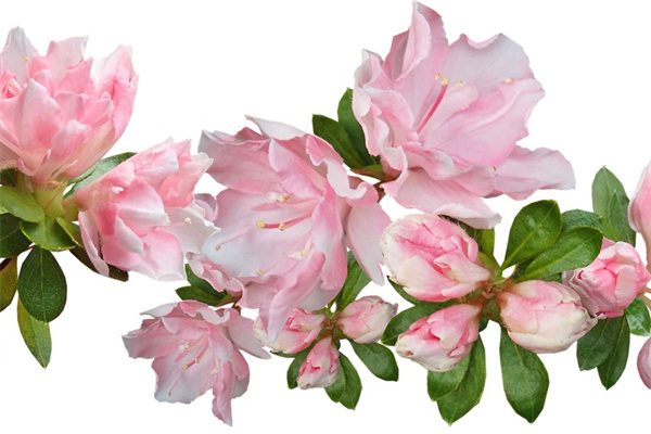 剛種的多肉可以施肥嗎(剛種的多肉可以澆水嗎?)