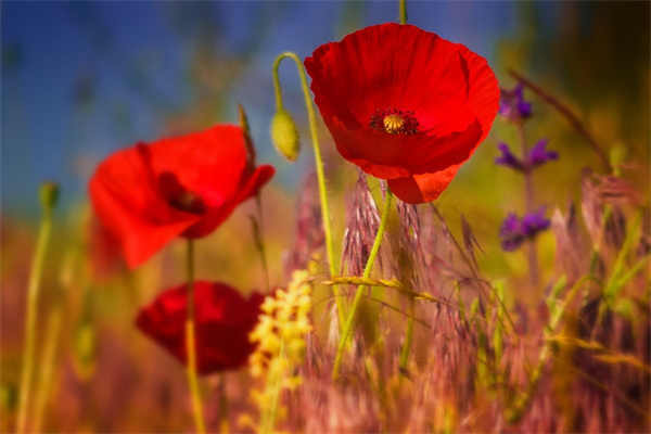 比較熱銷的綠植盆栽(比較熱銷的綠植盆栽)