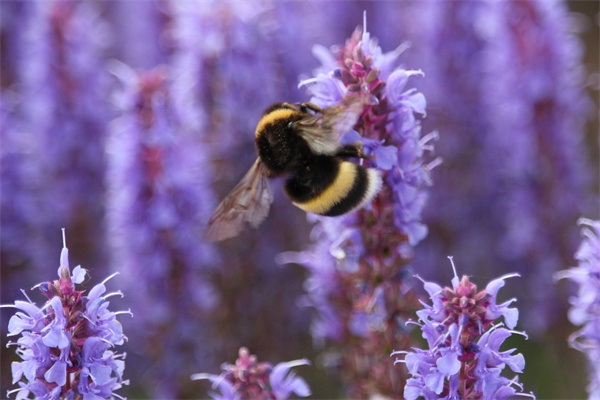 多肉該怎么養(yǎng)(分享養(yǎng)多肉的方法和技巧)