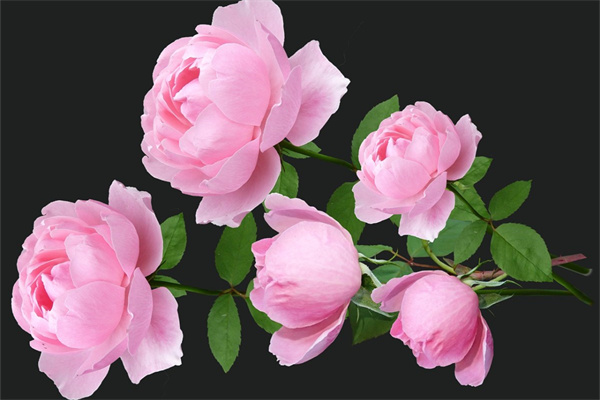 耐陰的有香味的花(耐陰帶香味的綠植)