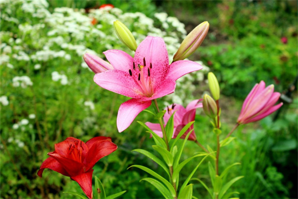 冬天室外凍不死的綠植有哪些(室外冬天凍不死的常綠植物)