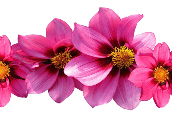 中式庭院綠植搭配(中式庭院綠植配置)