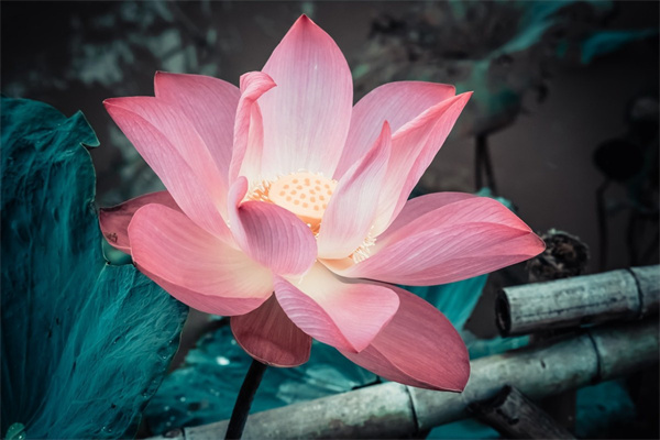 廈門賣花(廈門賣花的地方)