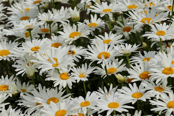 綠植室內盆栽哪家好(綠植室內盆栽哪家好養)
