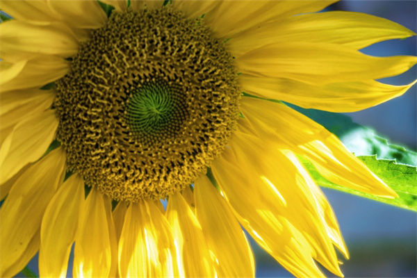 東海花卉市場(chǎng)(東海花卉市場(chǎng)營業(yè)時(shí)間)