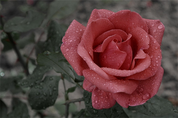 送什么花給男人合適(送什么花給男生合適)