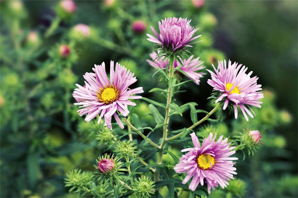 盆栽植物室內(nèi)大葉(室內(nèi)大葉盆栽有哪些)