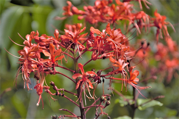 水仙花語是什么意思(水仙花的寓意和象征意義)