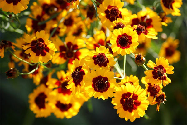 父母給孩子送什么花好(父母送孩子什么花預(yù)祝金榜題名)