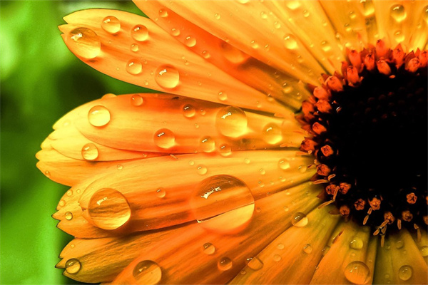 家里盆栽有哪些(家里盆栽有哪些品種)