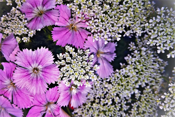 水培綠植報(bào)價(jià)(水培花卉價(jià)格)