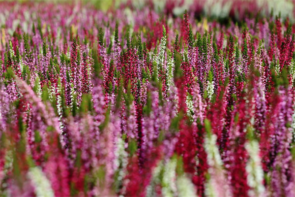 綠植詩句(描寫綠植充滿生機的詩句)