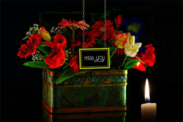 家居陽性植物盆栽有哪些(陽性的植物適合屋里擺放凈化空氣的)