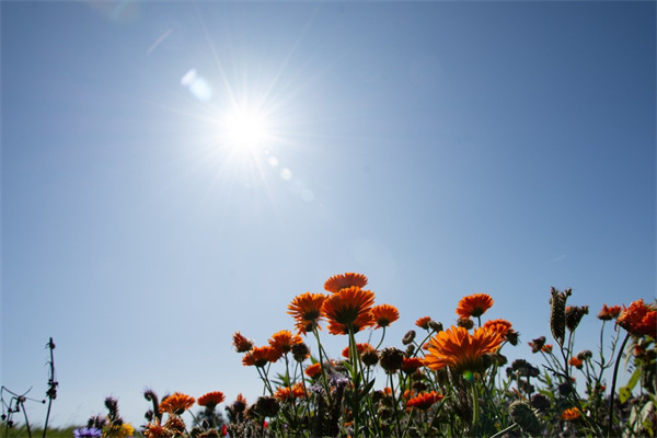 花草植物盆栽室內(nèi)客廳大型(花草植物盆栽室內(nèi)客廳大型好養(yǎng)嗎)