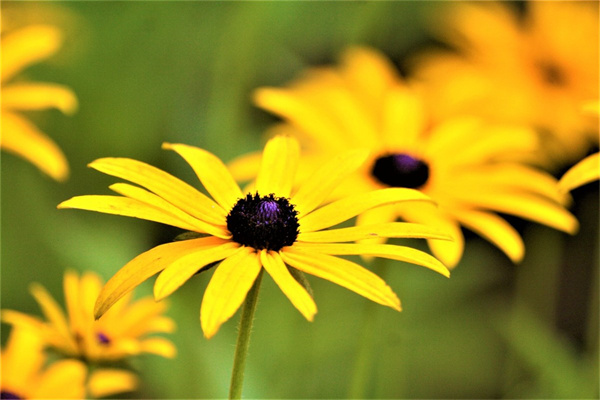 玫瑰花口紅是什么牌子(玫瑰花的口紅)