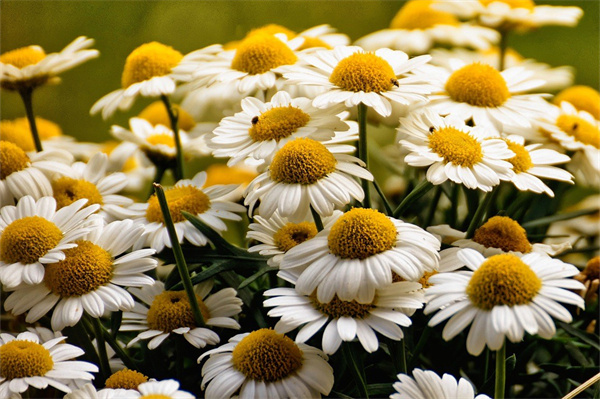 開業大吉送的花(開業大吉送的花籃是什么意思)