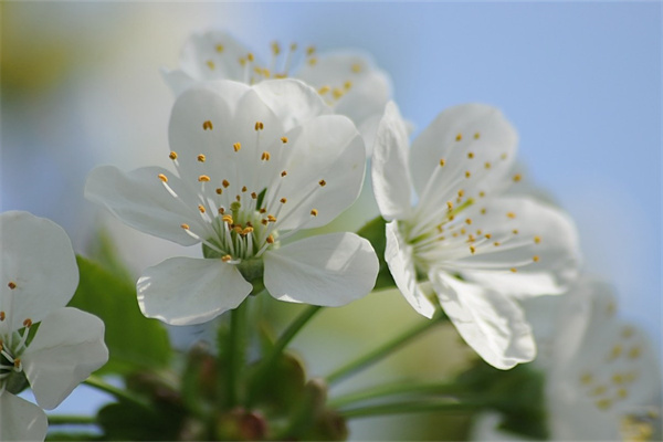 冬天戶外綠植(冬天戶外綠植什么時候澆水)