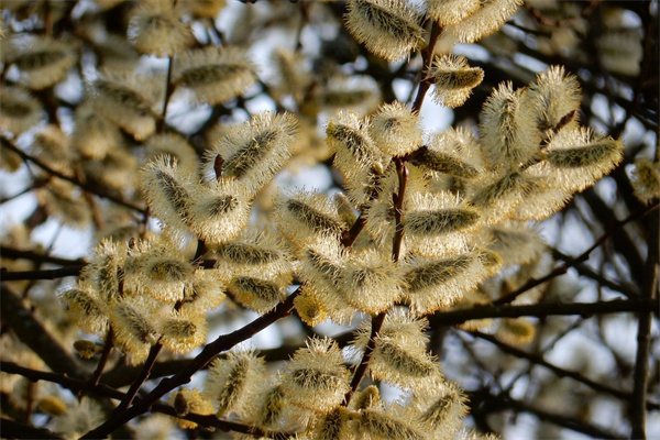 春天有那些花開(請問春天有哪些花開)