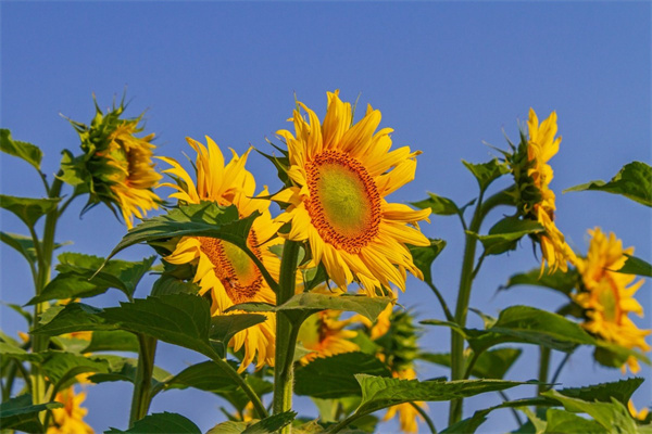 送朋友需要什么花(送朋友應該買什么花)