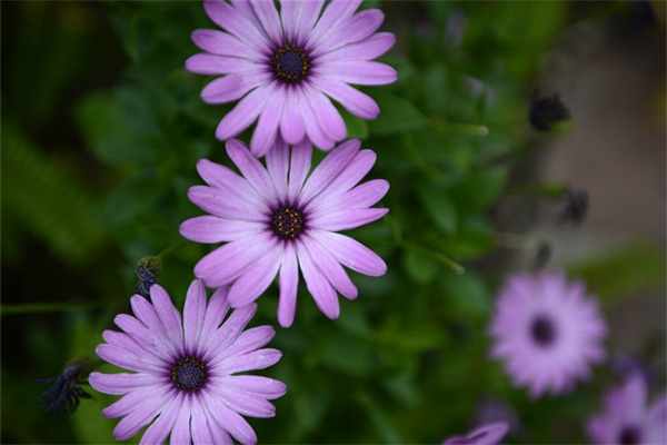 樓房室內(nèi)養(yǎng)什么花最好(客廳綠植排名前十名)