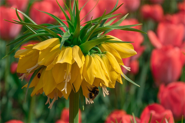 女孩二十歲生日送什么花(女孩二十歲送什么生日禮物)