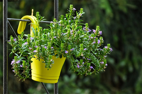 第一送花給女孩子送多少合適(第一次送花給女朋友多少朵合適)