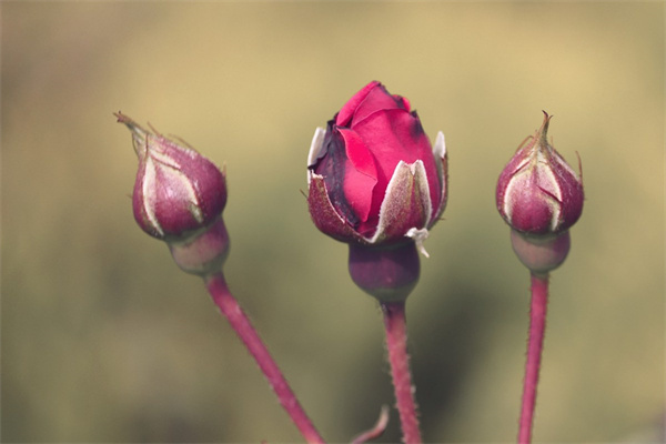 多肉餃子皮多少錢(多肉餃子皮是什么品種)