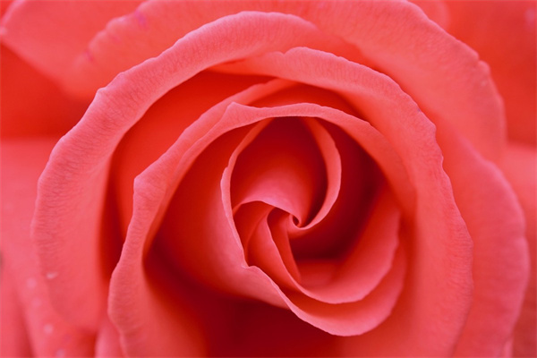 朋友公司開業(yè)送什么鮮花(朋友公司開業(yè)送什么花籃)