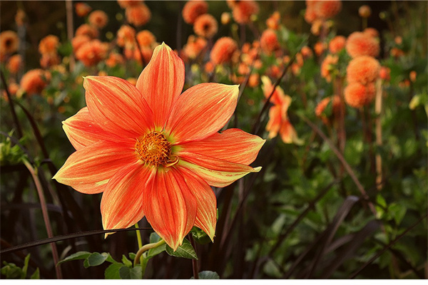 最肥的多肉植物(最肥的多肉是哪一種)