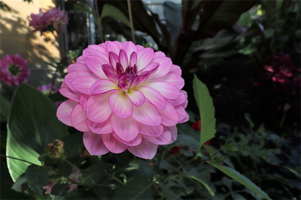 室內綠植養殖公司哪家好(室內綠植養殖公司哪家好些)