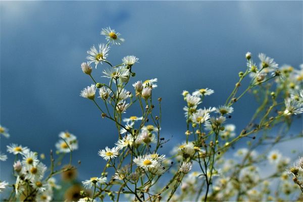 情人節送男的什么花(情人節送男的什么花好)