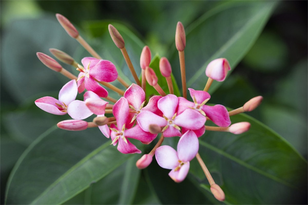 適合在室內的盆栽植物(適合室內的盆栽植物有哪些)