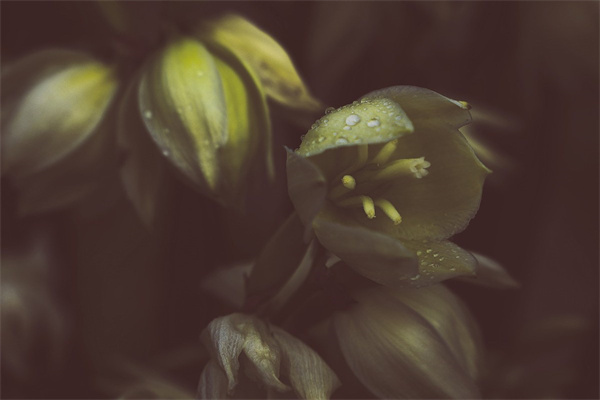 有哪幾種插花(插花有幾種類型)