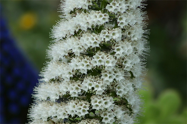 冬季養(yǎng)什么綠植(冬季養(yǎng)什么綠植好活好看)