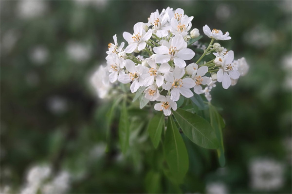 朋友生小孩送花(朋友生小孩送花怎么說)