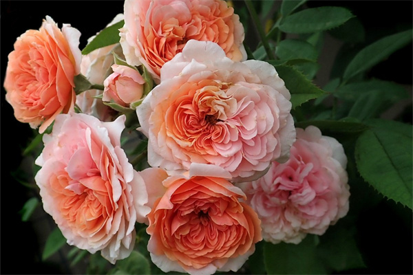 北方室外綠植(北方室外綠植可以過冬的有幾種花)