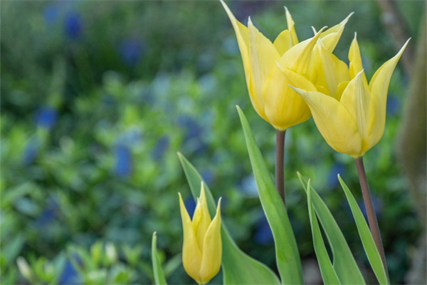 情人節玫瑰花一般送多少朵(情人節玫瑰送多少支)