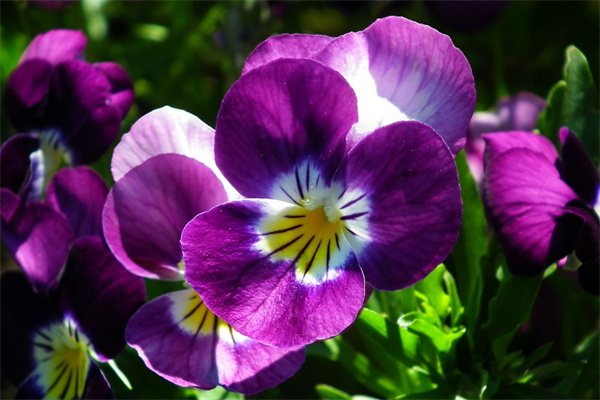 什么花的花語是永遠的愛(什么花的花語是永遠的愛呢)