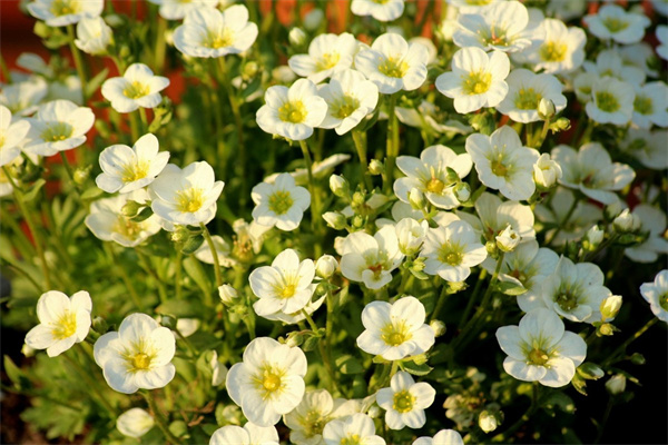 大半夜送花什么意思(大半夜送花什么意思呀)