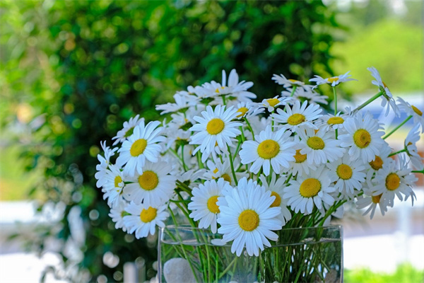 沈陽花卉綠植市場(沈陽市最大的花卉市場基地在哪里)