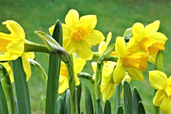 客廳茶幾適合放花(客廳茶幾適合放花盆嗎)