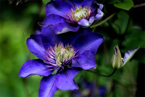 玫瑰花泡水喝能減肥嗎(玫瑰花泡水喝的功效與作用)
