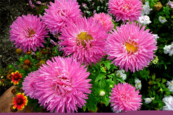 附近綠植租賃(58同城綠植租賃)