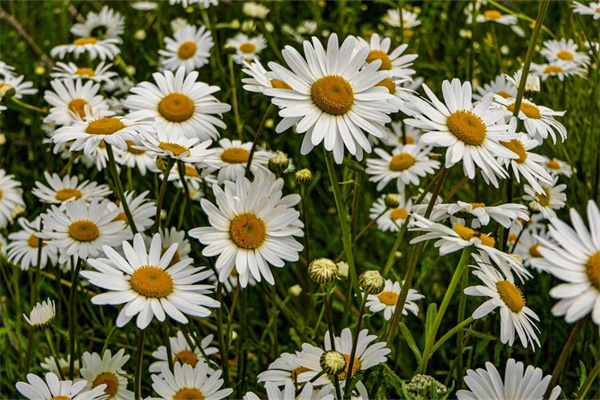 9朵玫瑰花代表什么(送媽媽99朵玫瑰花代表什么)