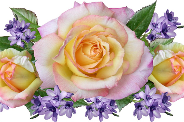 鐵筷子花花語(鐵筷子花好養嗎)