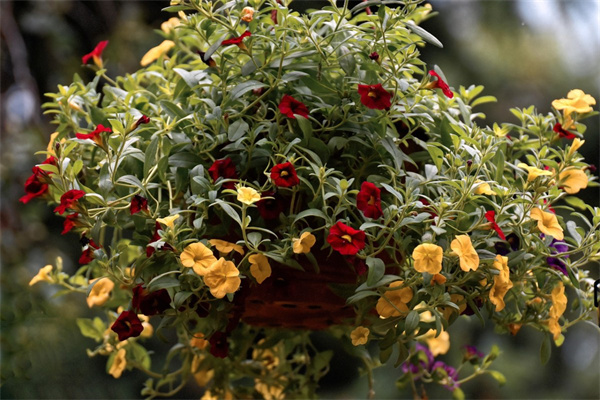 媽媽過生日適合送什么花(媽媽過生日送什么花呢)