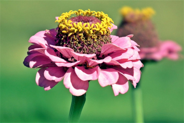 萱草花盆栽(盆栽萱草的種植方法)