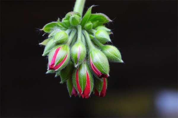 女生送花給男生(女生送花給男生怎么發(fā)朋友圈)