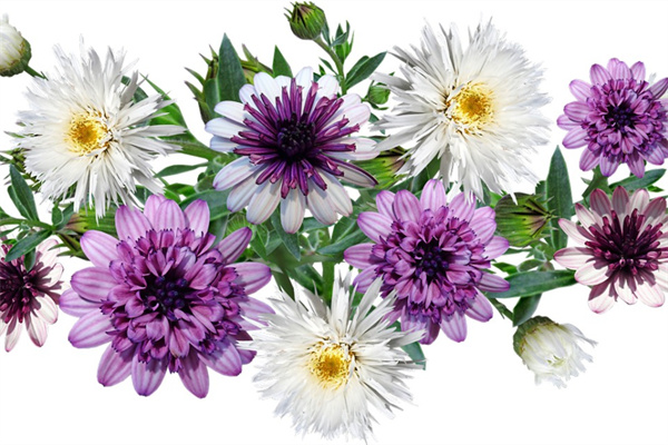 花卉綠植植物租賃(花卉植物出租)